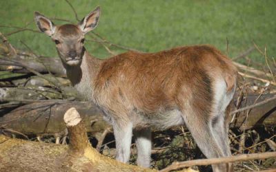 Campigna, fauna ricca e diversificata